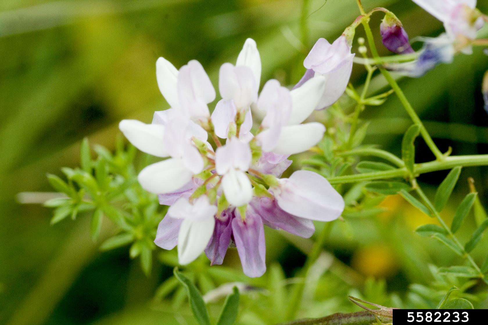 crownvetch_flower_detail.jpg
